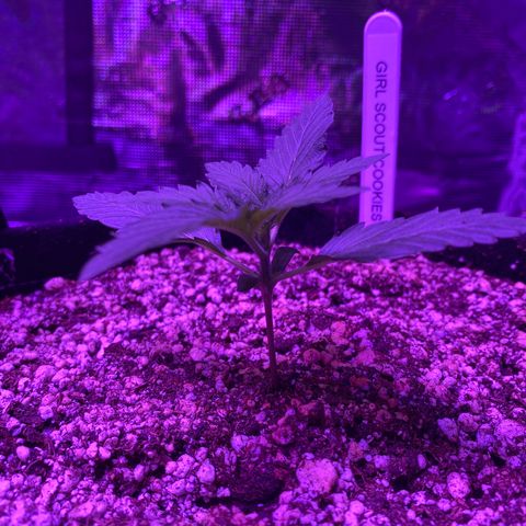 Auto Run 1 growlog timeline photo