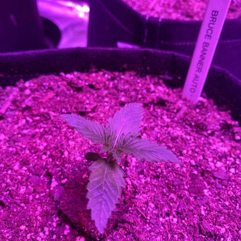 Auto Run 1 growlog timeline photo