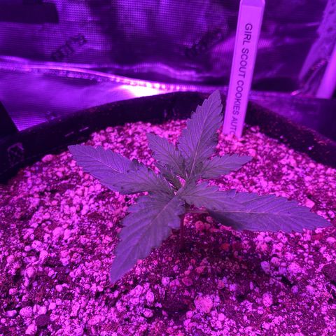 Auto Run 1 growlog timeline photo