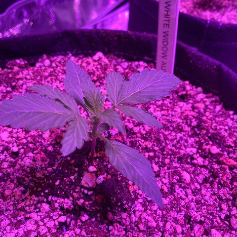 Auto Run 1 growlog timeline photo