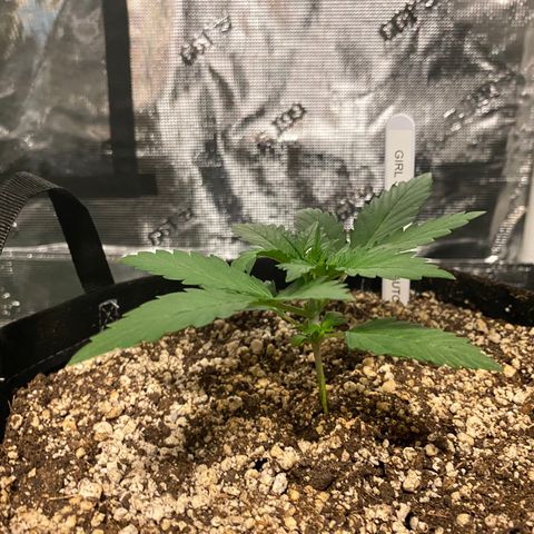 Auto Run 1 growlog timeline photo