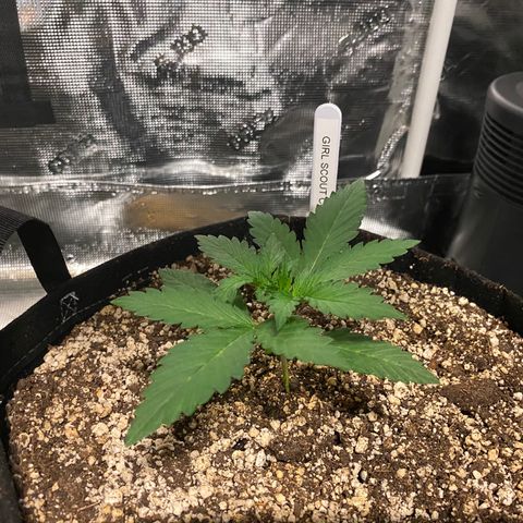 Auto Run 1 growlog timeline photo