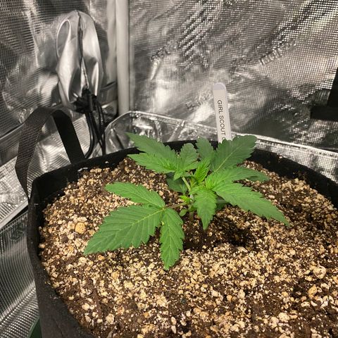 Auto Run 1 growlog timeline photo