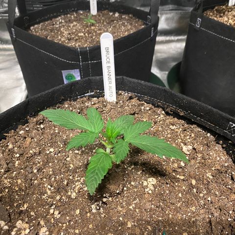Auto Run 1 growlog timeline photo