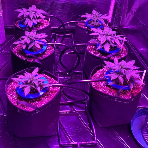 Auto Run 1 growlog photo: Garden Upgrade!!!
