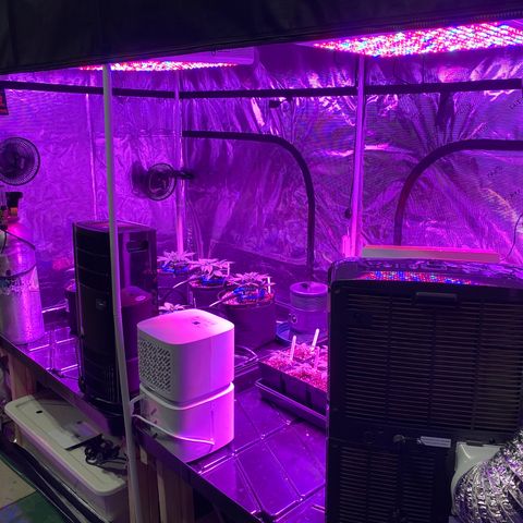 Auto Run 1 growlog photo: Garden Upgrade!!!