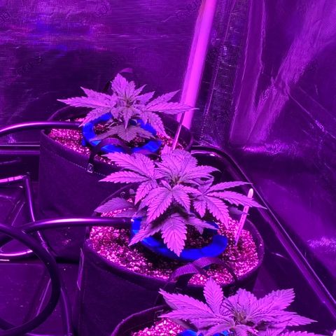 Auto Run 1 growlog timeline photo
