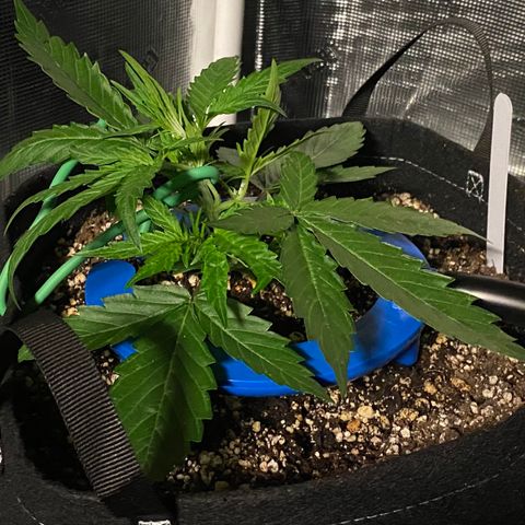 Auto Run 1 growlog photo: The girls are responding nicely to the LST. I’m seeing more bud sites start to form in only one day!!!