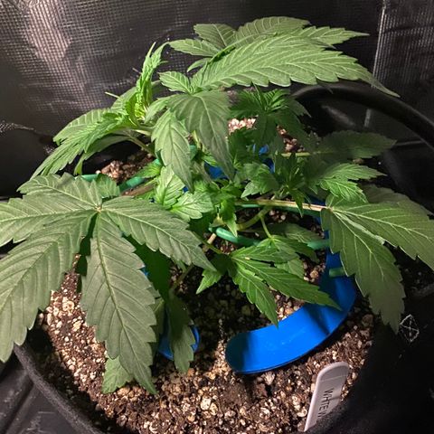 Auto Run 1 growlog photo: The girls are responding nicely to the LST. I’m seeing more bud sites start to form in only one day!!!