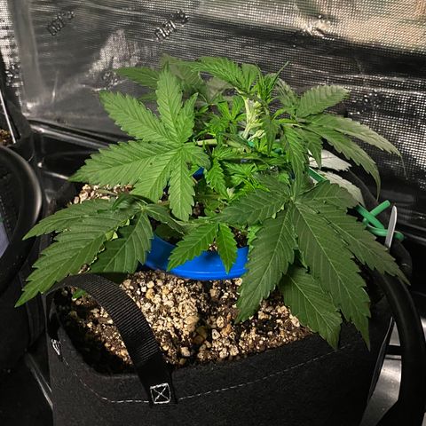 Auto Run 1 growlog photo: The girls are responding nicely to the LST. I’m seeing more bud sites start to form in only one day!!!