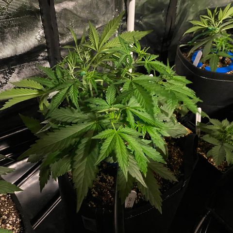 Auto Run 1 growlog photo: Second round of LST on the first six and first round of LST in the second