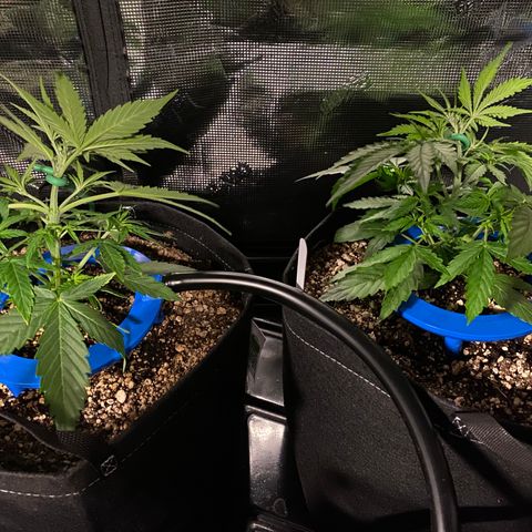 Auto Run 1 growlog photo: Second round of LST on the first six and first round of LST in the second