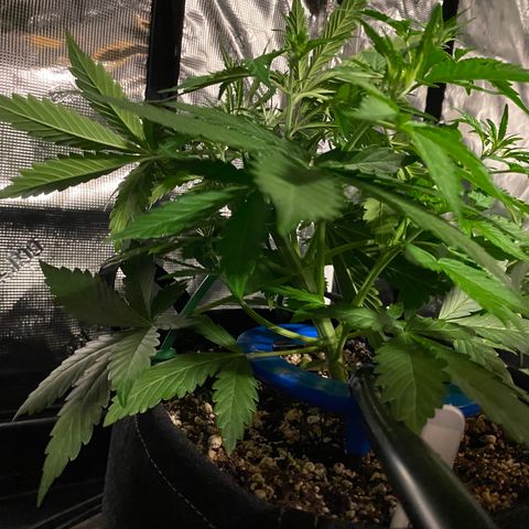 Auto Run 1 growlog photo: Second round of LST on the first six and first round of LST in the second