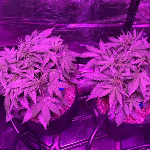 Auto Run 1 growlog photo: GSC’s are responding to the LST really well!