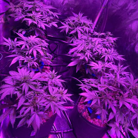 Auto Run 1 growlog photo: Flower time!!!