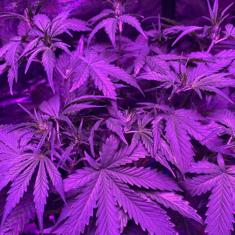 Auto Run 1 growlog photo: Flower time!!!