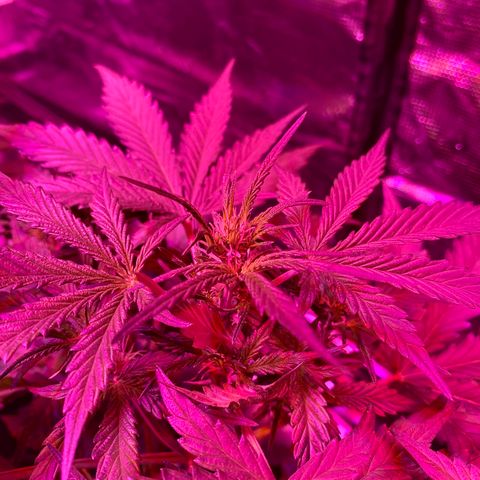 Auto Run 1 growlog photo: Flower time!!!