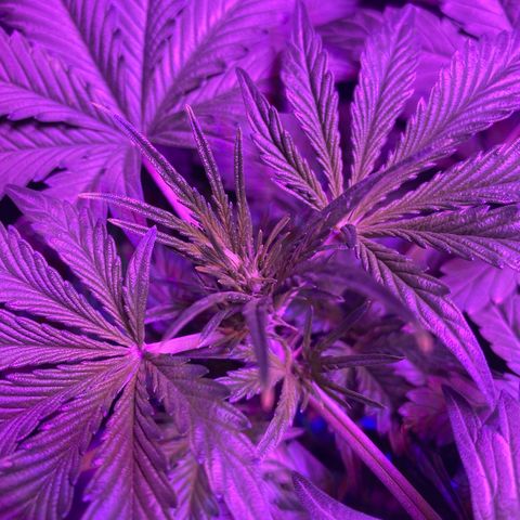 Auto Run 1 growlog photo: Flower time!!!