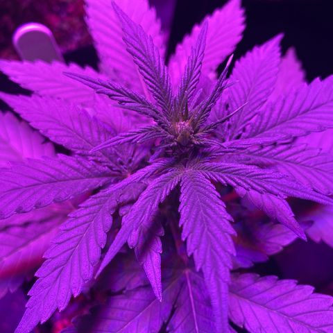 Auto Run 1 growlog photo: Flower time!!!