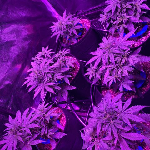 Auto Run 1 growlog photo: Flower time!!!