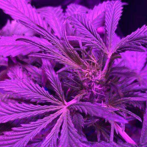 Auto Run 1 growlog photo: Flower time!!!