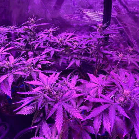 Auto Run 1 growlog timeline photo