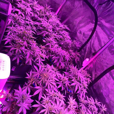 Auto Run 1 growlog timeline photo
