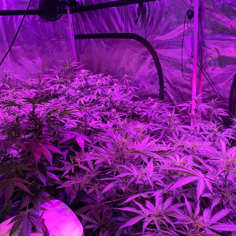 Auto Run 1 growlog timeline photo