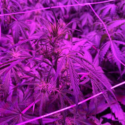 Auto Run 1 growlog photo: Buds really starting to grow now in everything