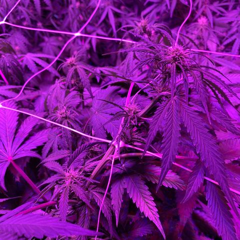 Auto Run 1 growlog photo: Buds really starting to grow now in everything