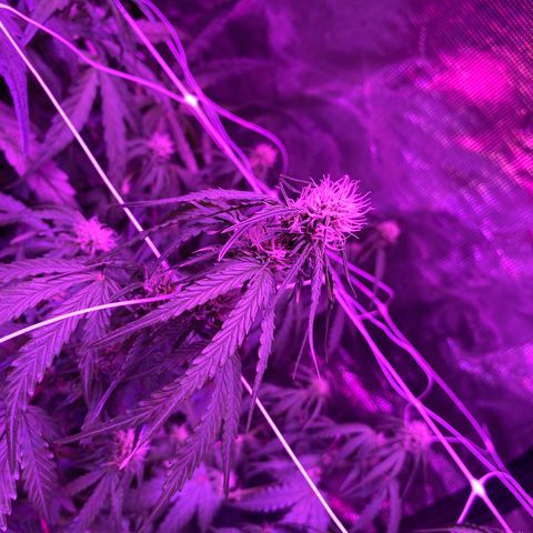 Auto Run 1 growlog photo: Buds really starting to grow now in everything