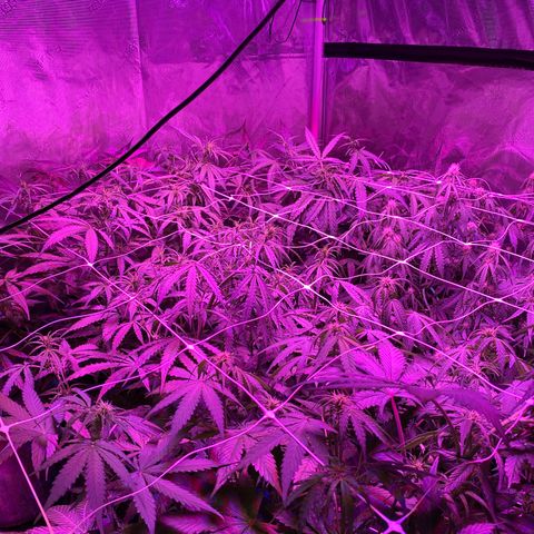 Auto Run 1 growlog photo: Buds really starting to grow now in everything
