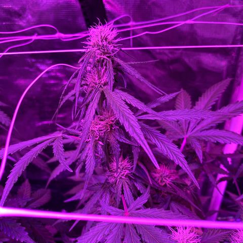 Auto Run 1 growlog photo: Buds really starting to grow now in everything