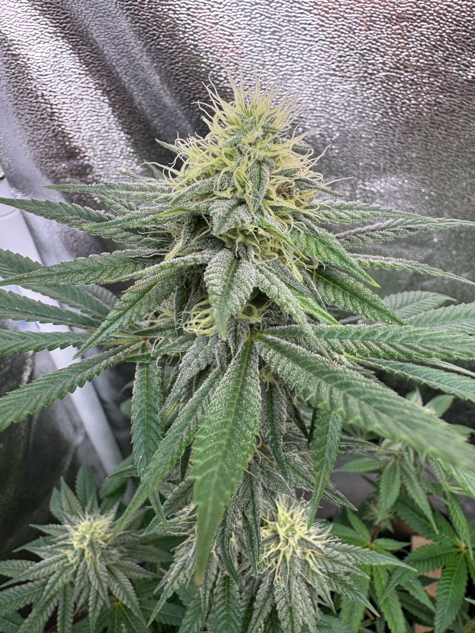 Purple Punch #1 growlog header