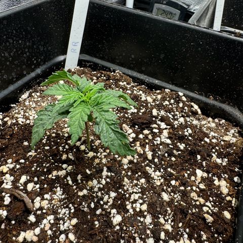 Royal Runtz growlog timeline photo