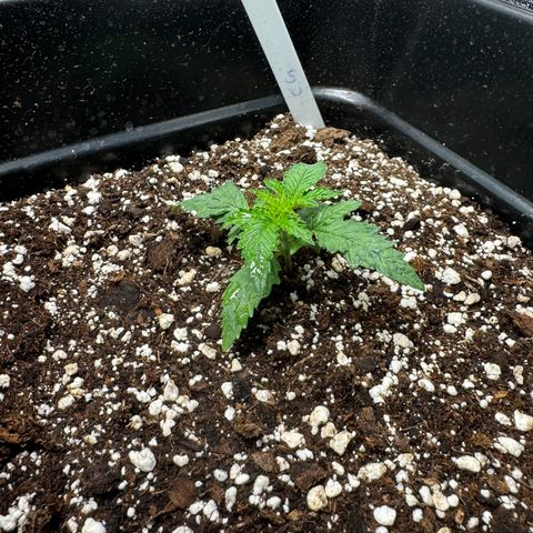 Cookies Gelato growlog timeline photo
