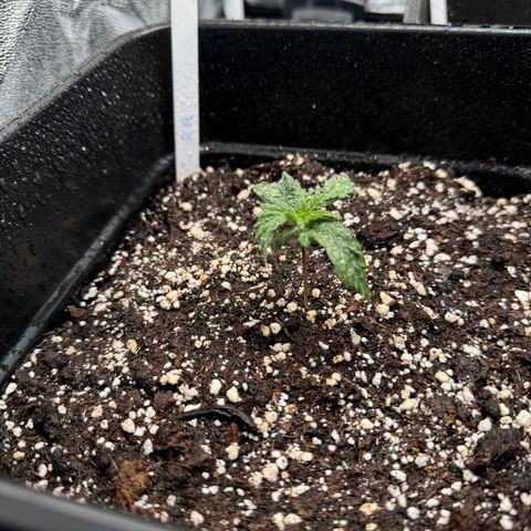 Royal Runtz growlog timeline photo