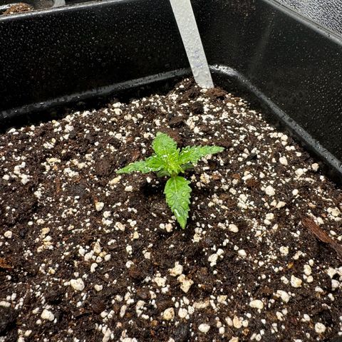 Cookies Gelato growlog timeline photo
