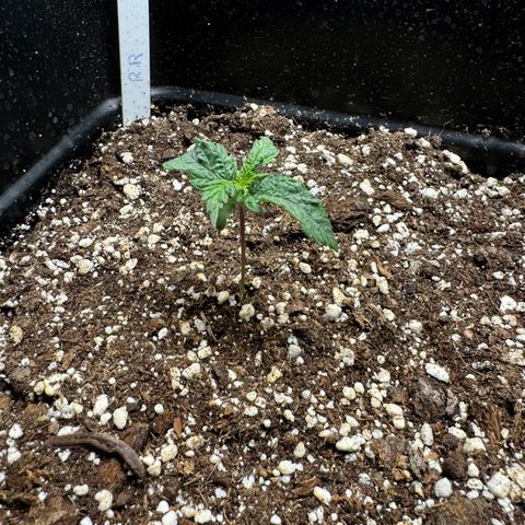 Royal Runtz growlog timeline photo