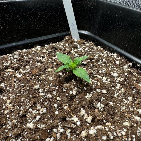 Cookies Gelato growlog timeline photo