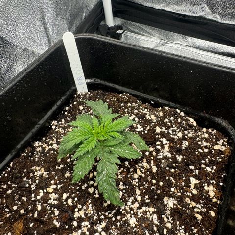 Royal Runtz growlog timeline photo