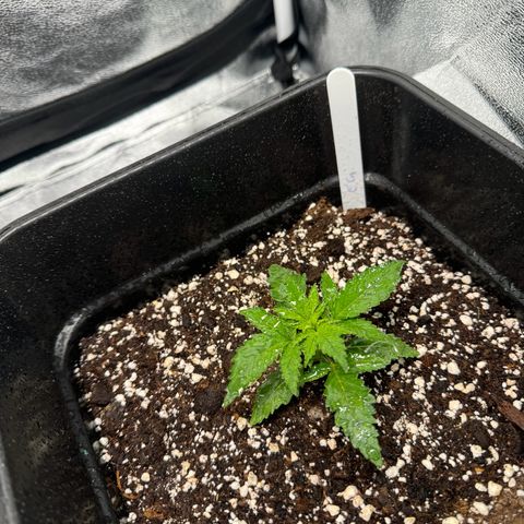 Cookies Gelato growlog timeline photo