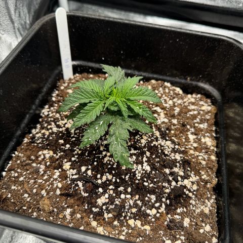 Royal Runtz growlog timeline photo