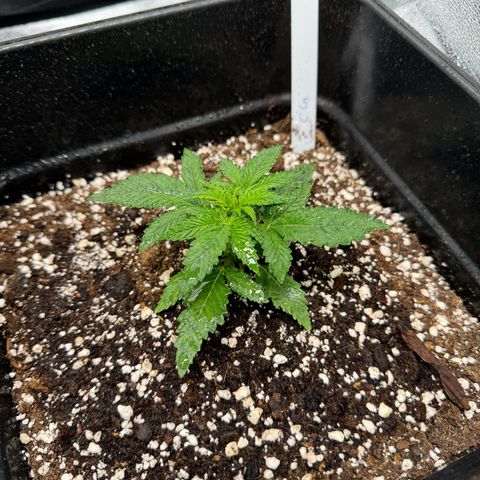 Cookies Gelato growlog timeline photo