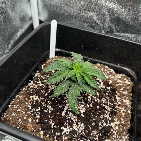 Royal Runtz growlog timeline photo
