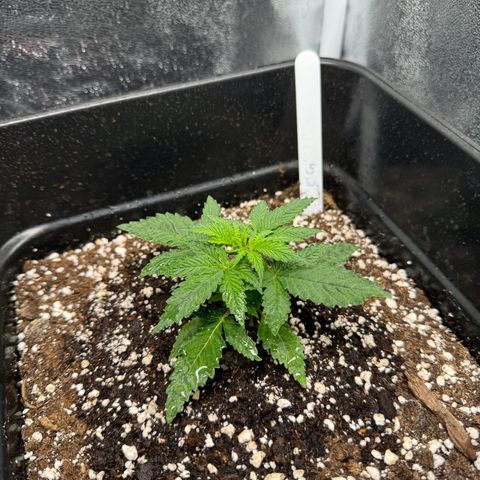 Cookies Gelato growlog timeline photo
