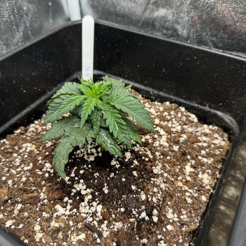 Royal Runtz growlog timeline photo