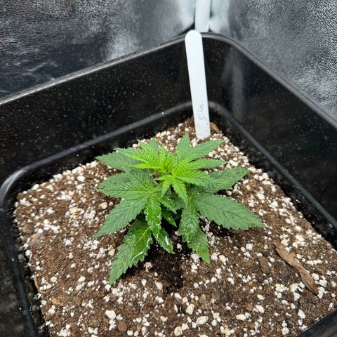 Cookies Gelato growlog timeline photo