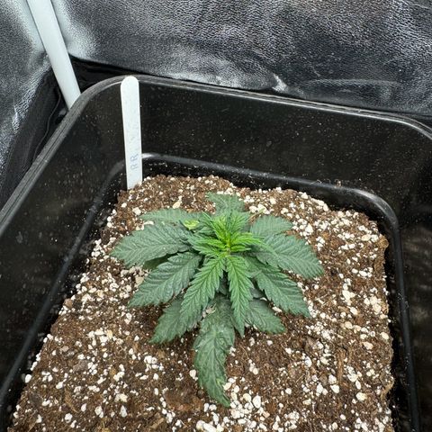 Royal Runtz growlog timeline photo