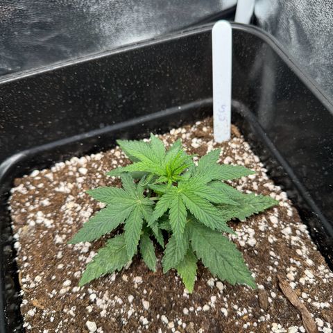 Cookies Gelato growlog timeline photo